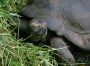 01Tahiti - 07 * Galapagos Tortoise